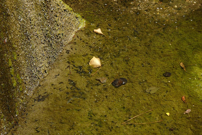 Rio Salivoli (Piombino) - rospi smeraldini in citt!